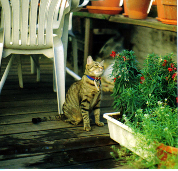 Kona on Deck in Brooklyn