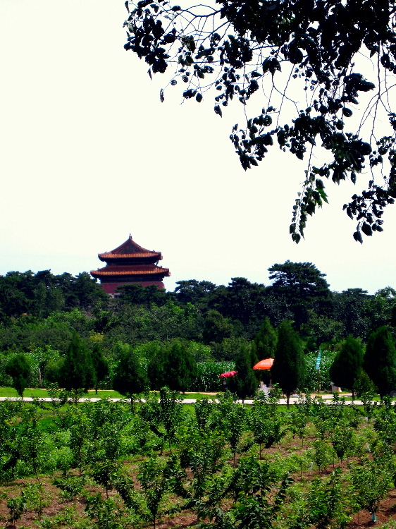 Qing Tomb Through Fields
