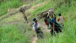 Ihula Family Hauling&nbsp;Firewood