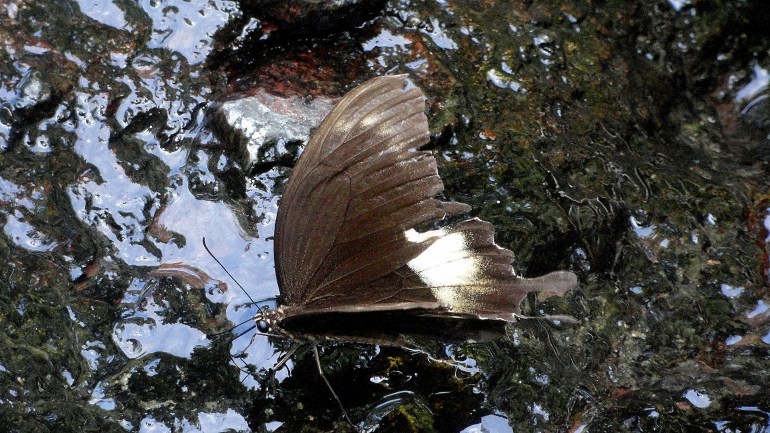 Mt Diamond Hike - Butterfly finally Sat Still Long Enough for a Photo