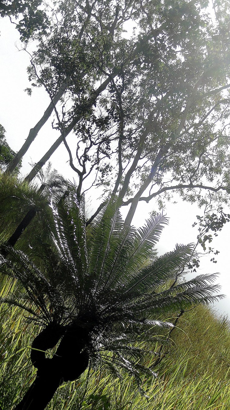 Mt Diamond Hike - Palm & Tree on a Hill