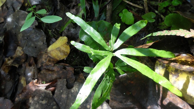 Mt Diamond Hike - Undergrowth