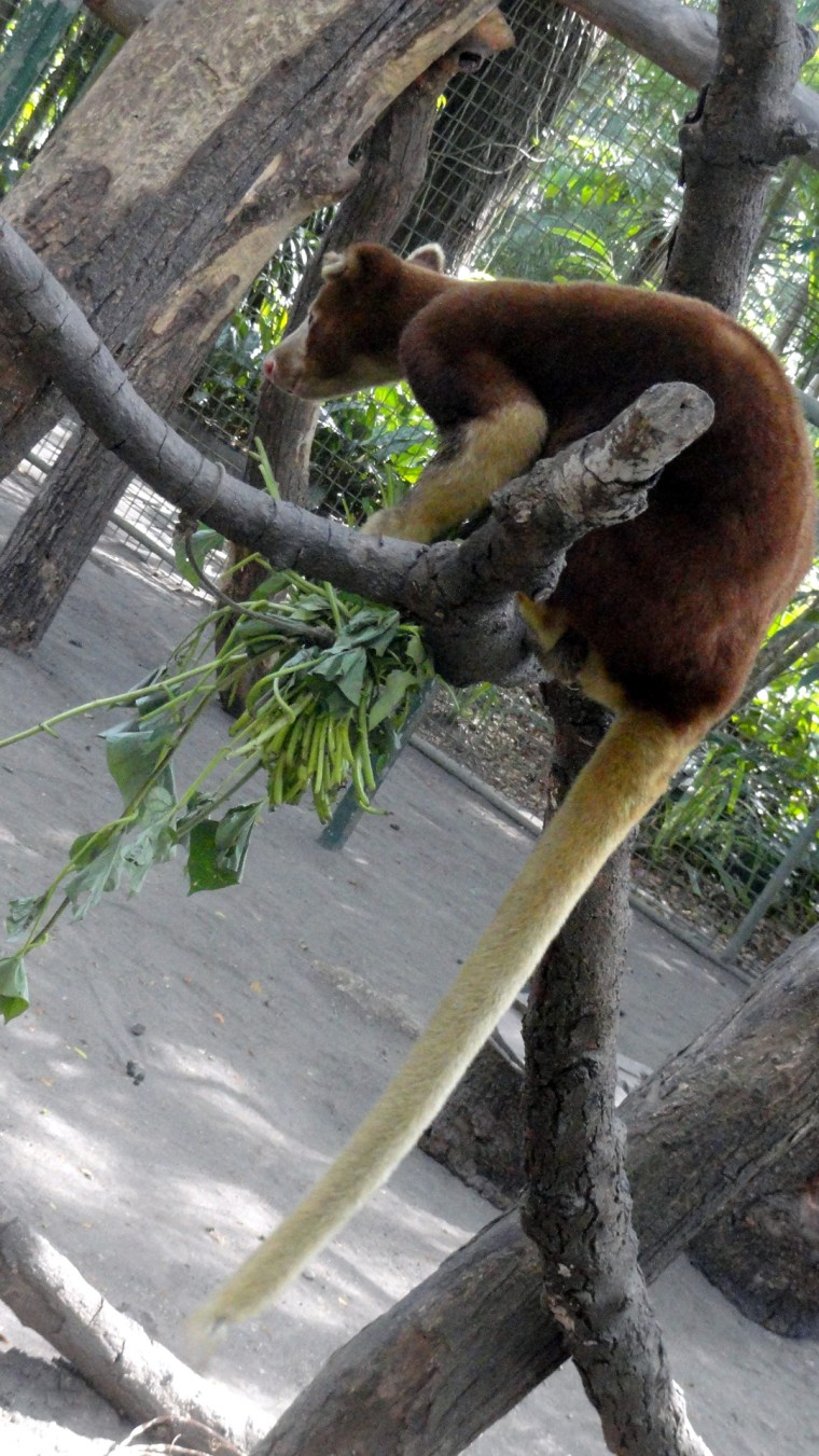 1.3 Tree Kangaroo in Tree