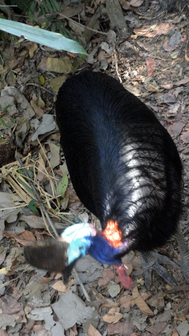 1.5 That's What a Cassowary Looks Like