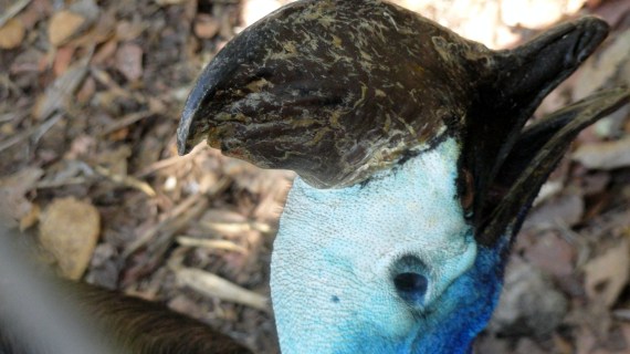 1.7 Cassowary Closeup