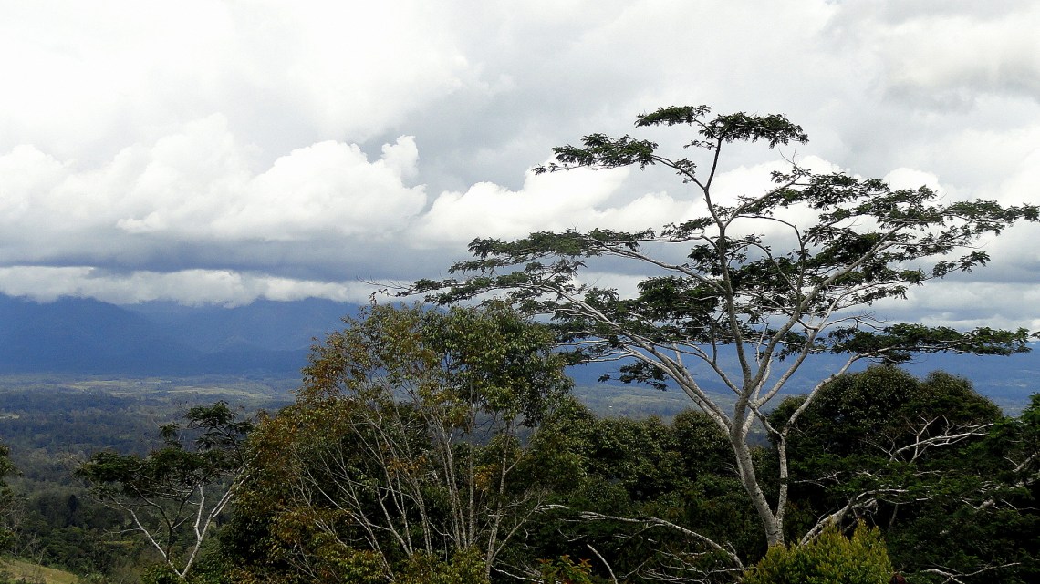 Trees - Hills - Tari Basin