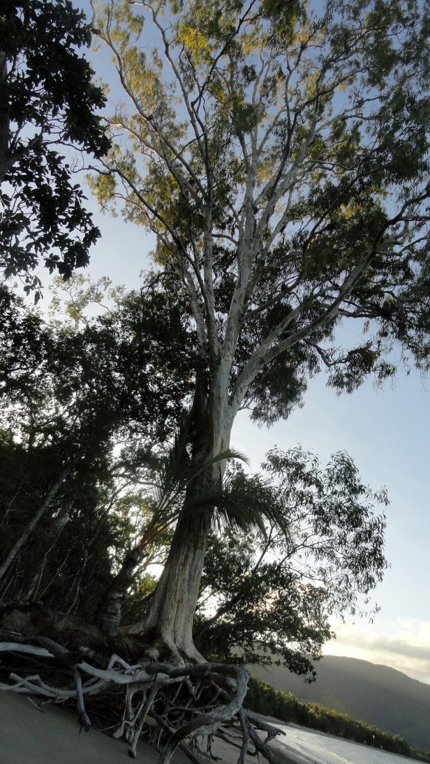 Erosion in Action - Kewarra