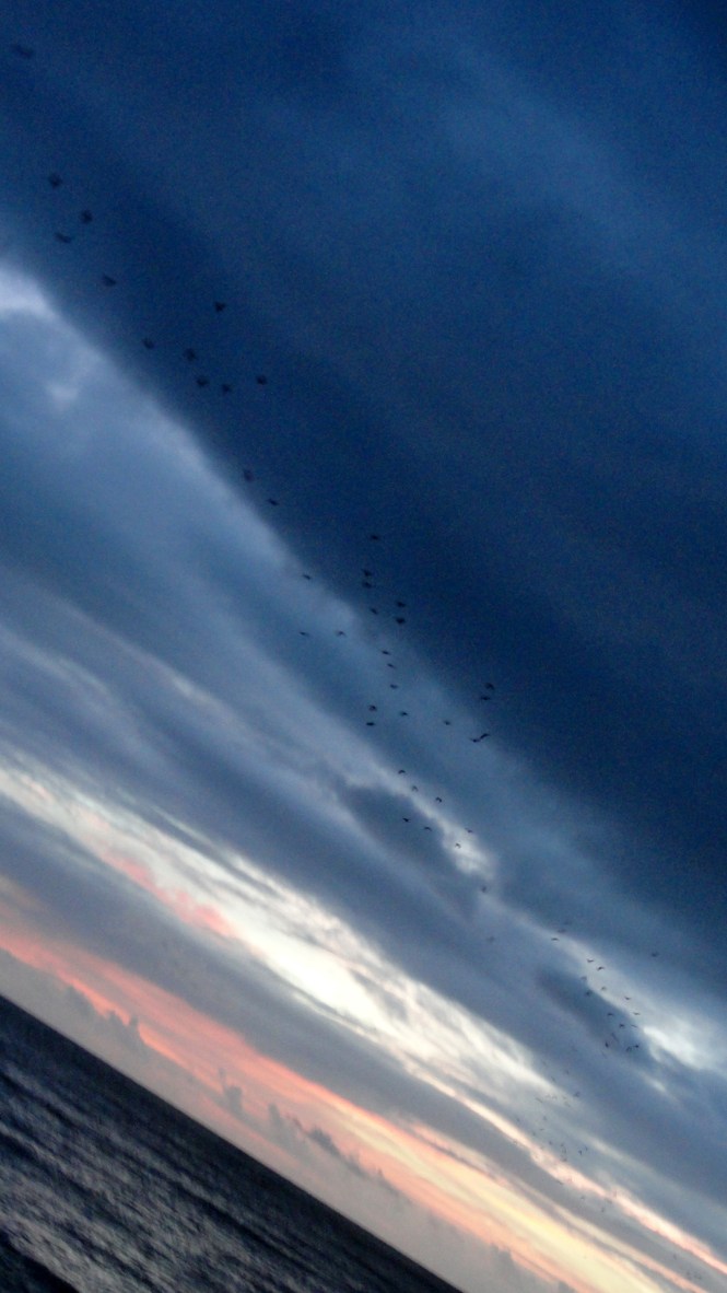 Fruit Bat Migration - Trinity Beach
