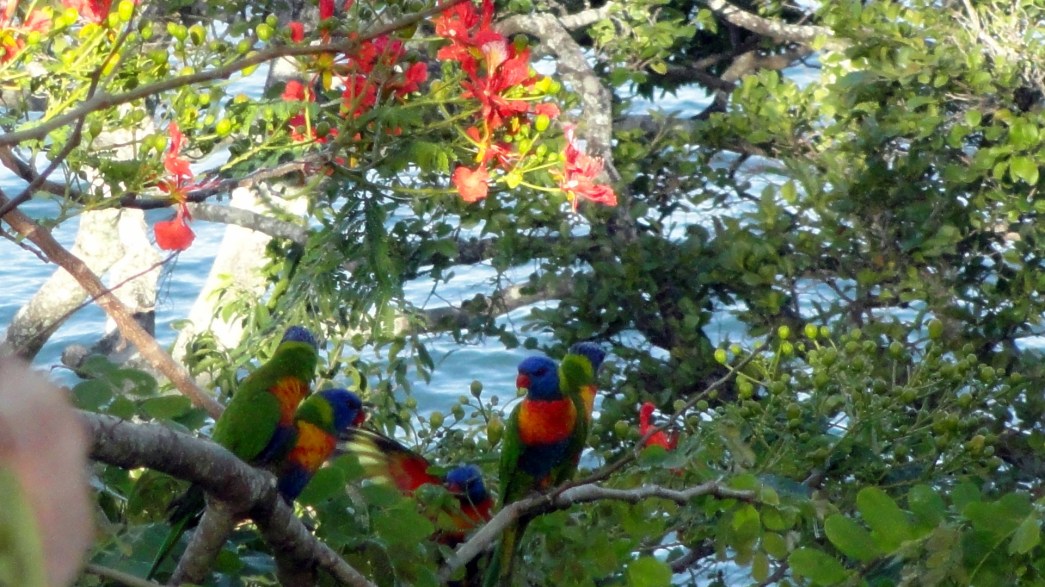 Gaggle of Parrots