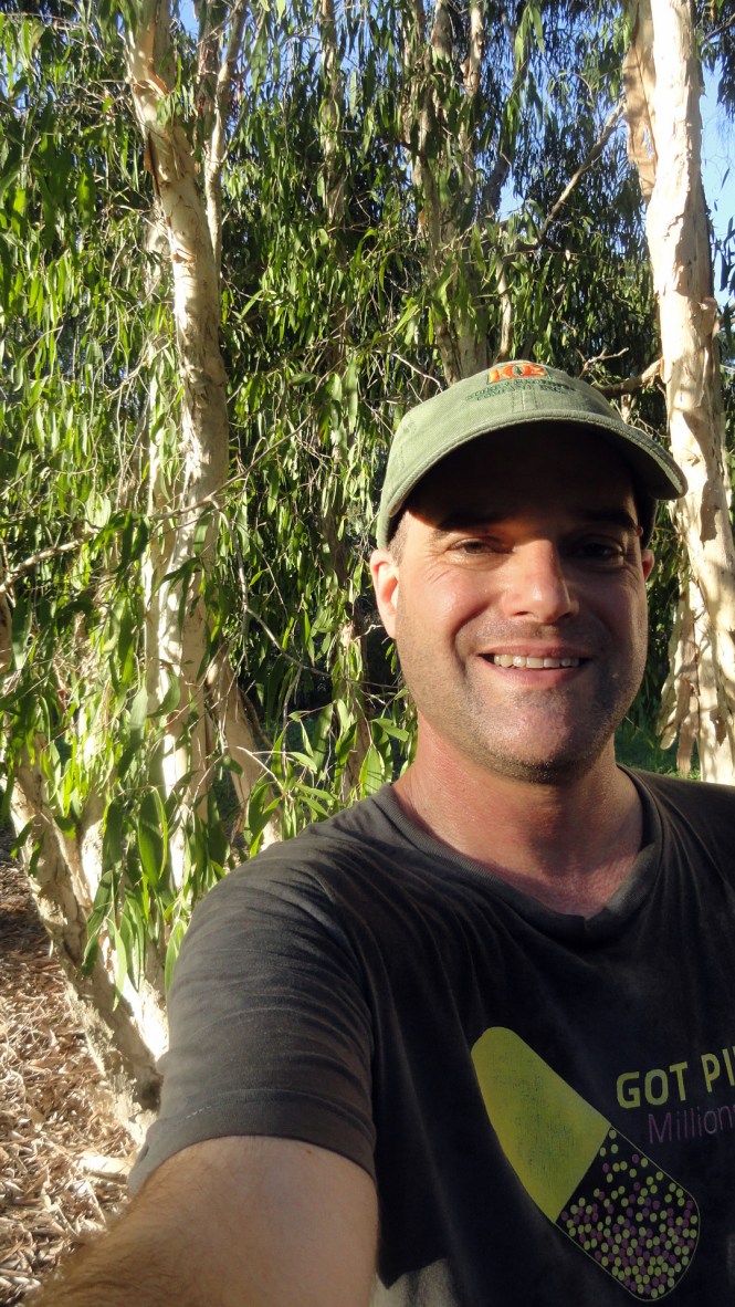 Paul - Trinity Beach Eucalypts