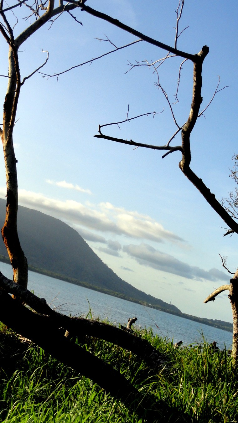 Trees and Ocean and Mountains