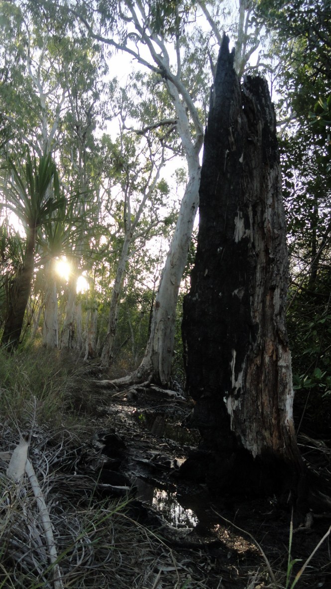 Trees in Wetlands - Kewarra Beach