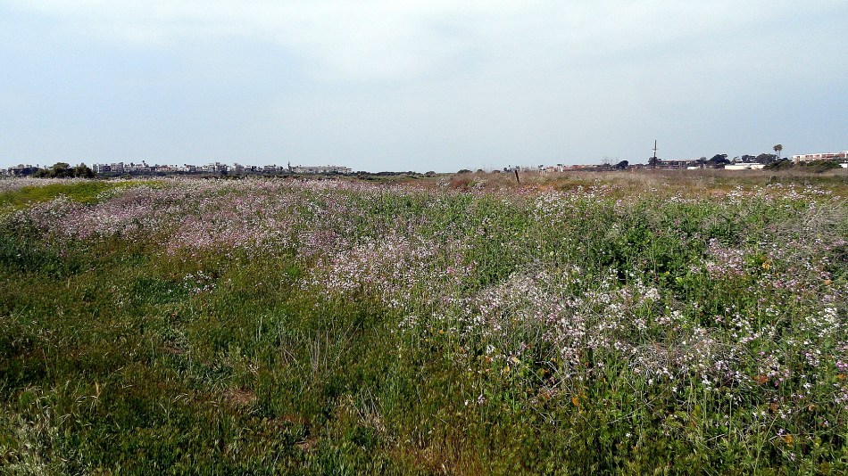 Ballona Wetlands Wildflower Field