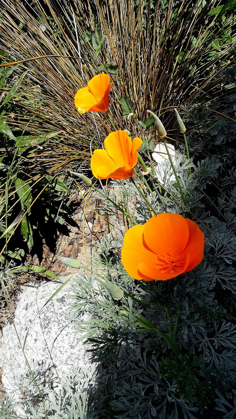 California Poppies - LB Aquarium