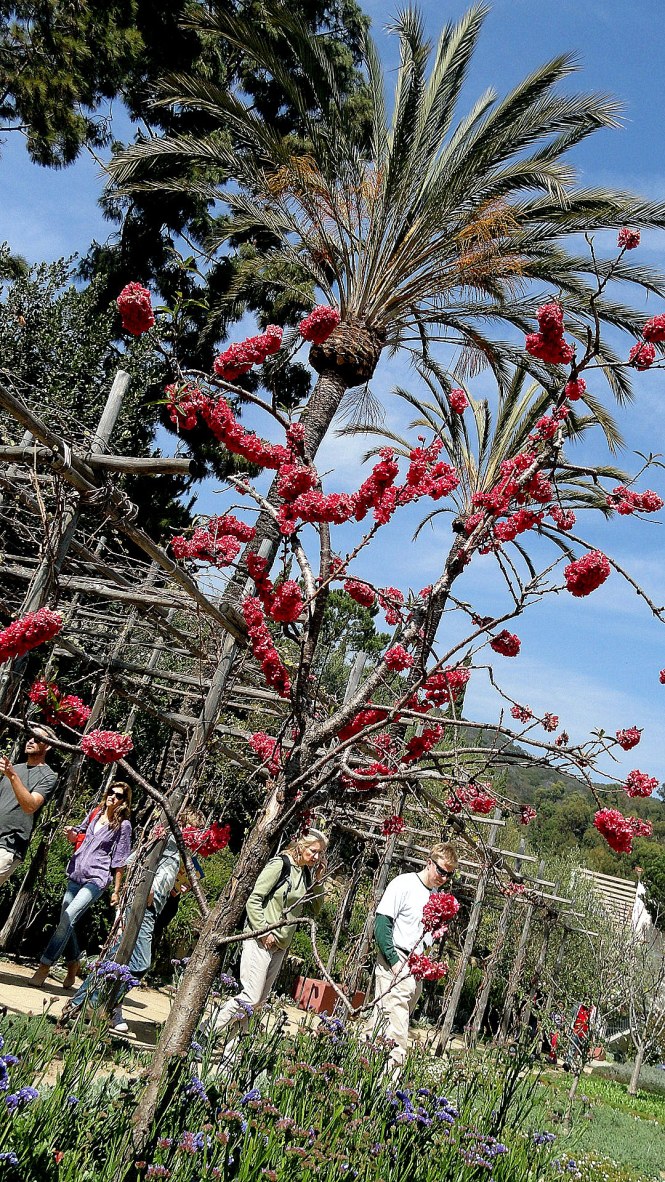 Flowers & Trees in Getty Villa Herb Garden