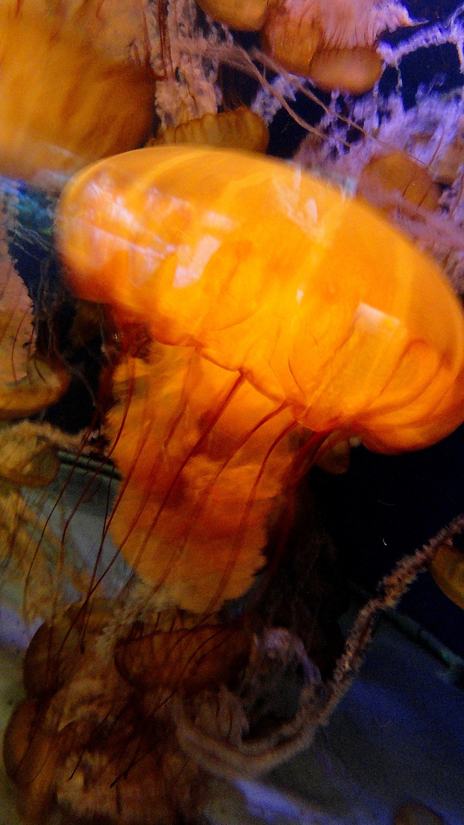 Jellyfish aka Marine Stinger - LB Aquarium