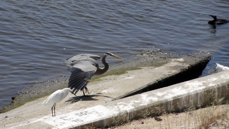 Ballona Creek - Heron