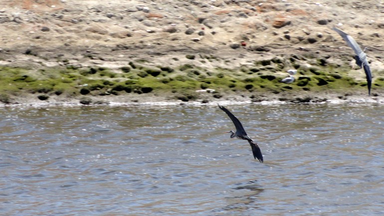 Ballona Creek - Herons in Flight