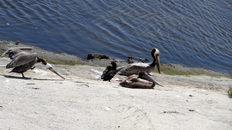 Ballona Creek - Pelicans