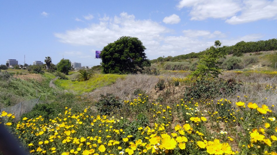 Ballona Creek Wildflowers
