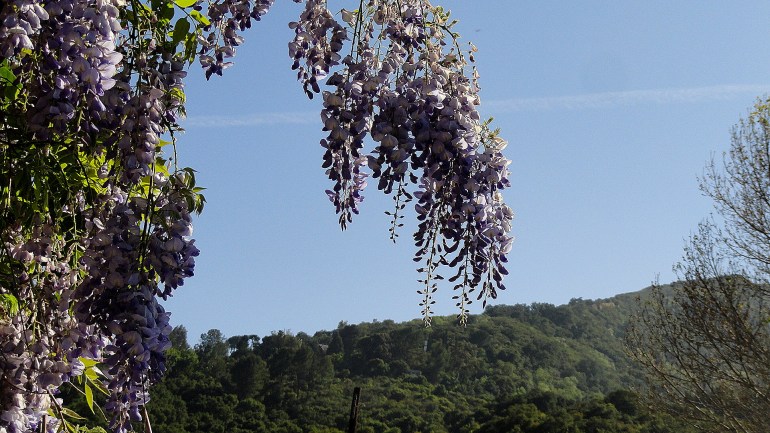 Topanga Cyn Wisteria