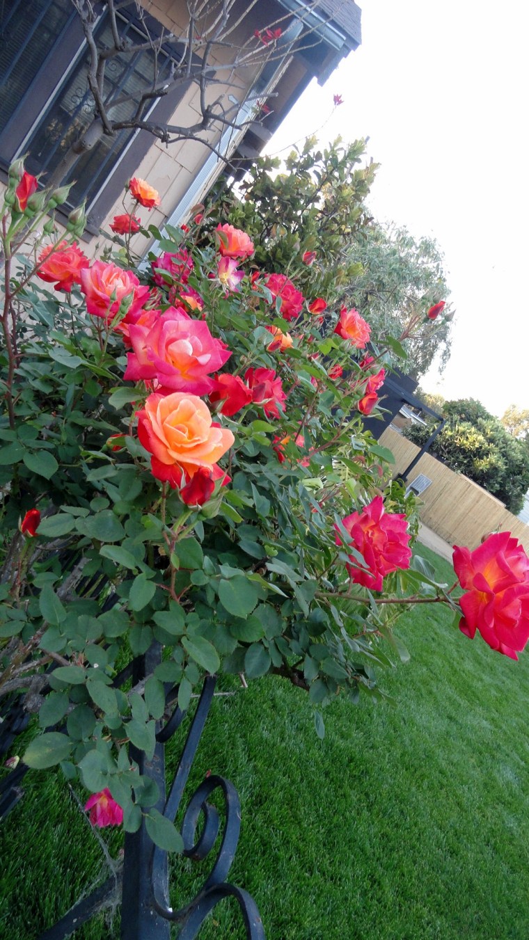 Venice - Rose Garden