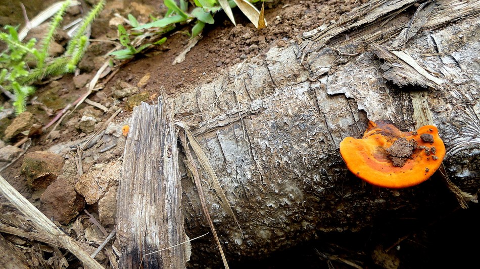 3.1 Kokoda - Mushrooms & Step