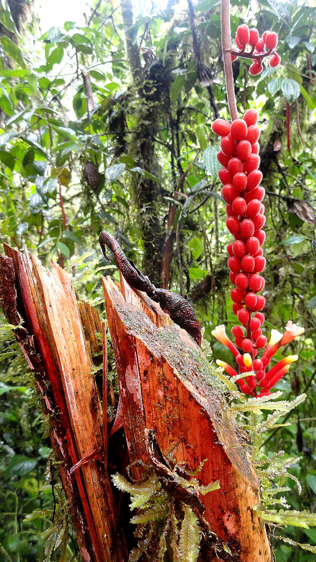 Ambua - Berries & Chopped Tree