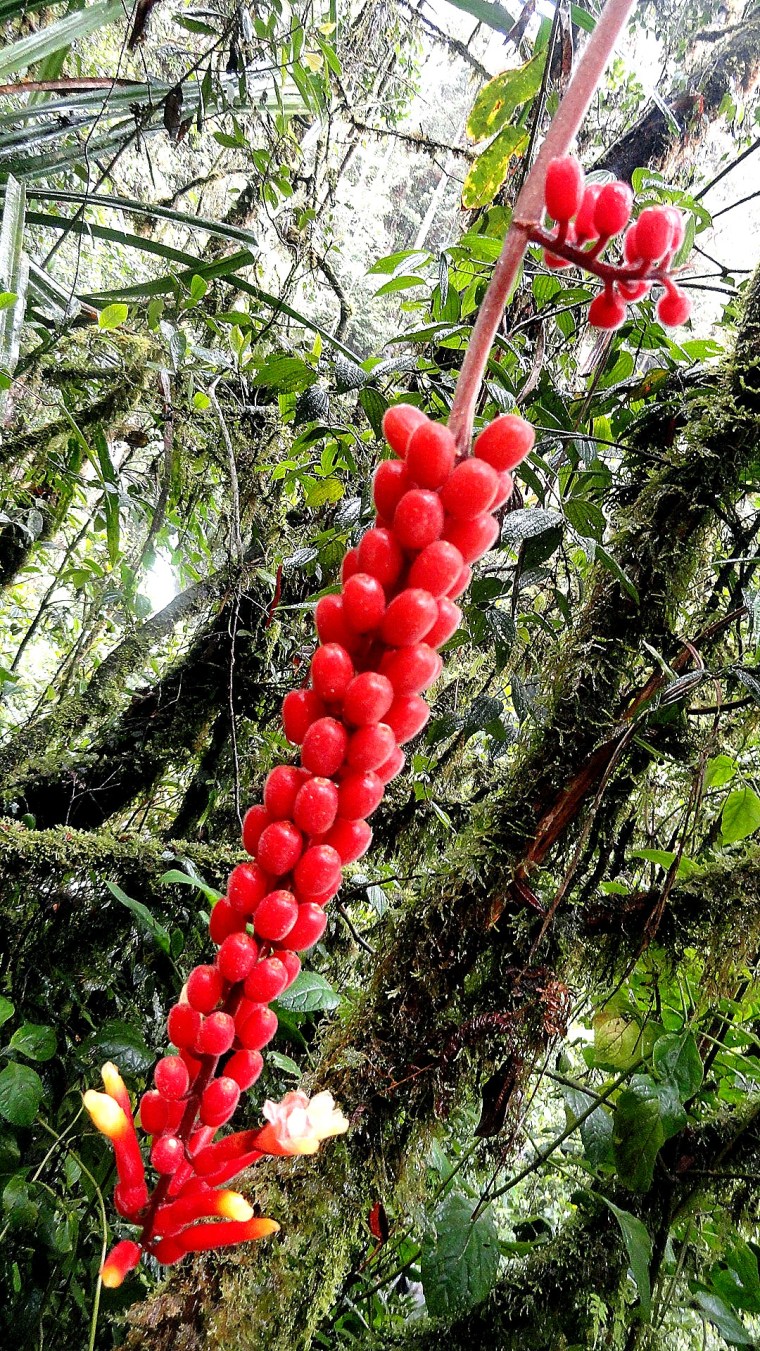Ambua - Berries & Mossy Trees