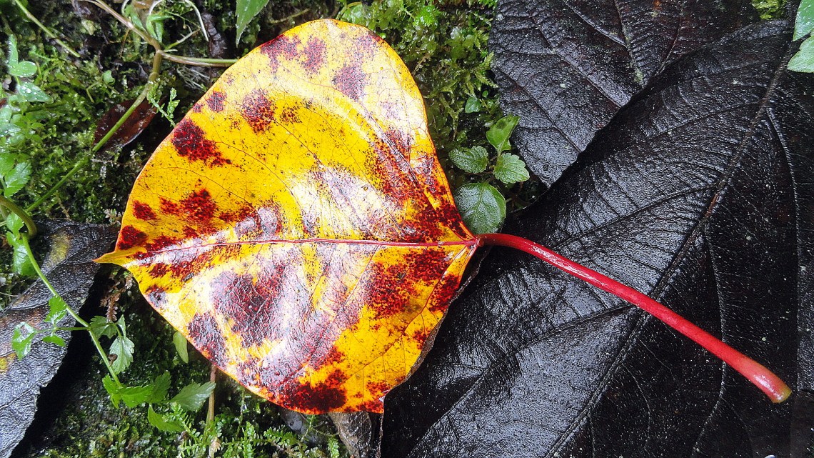 Ambua - Bright Leaves & Undergrowth