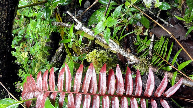 Ambua - Ferns & Undergrowth