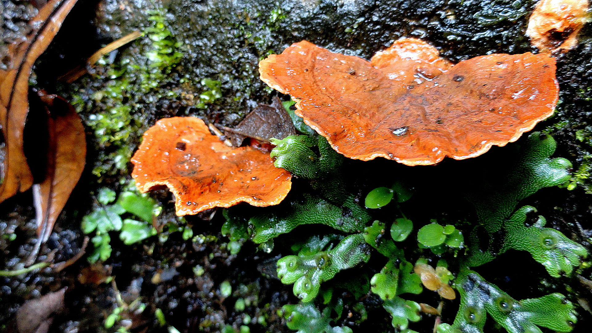Ambua - Fungi on Tree