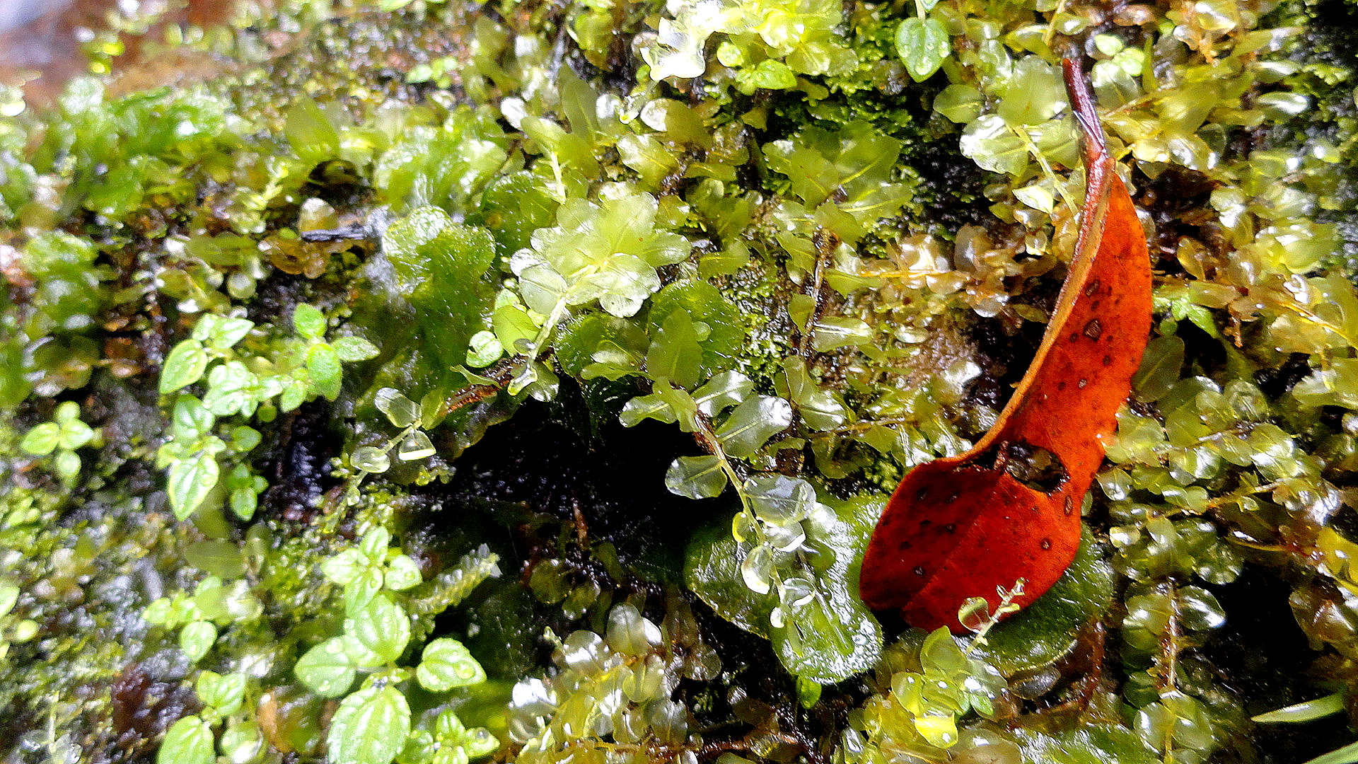 Ambua - Moss & Fallen Leaf