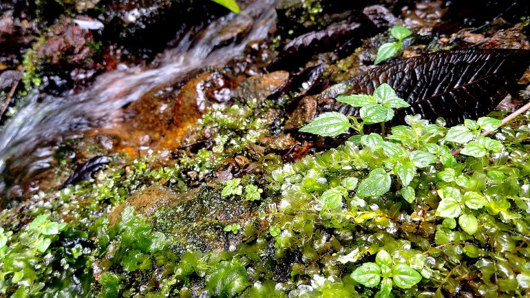 Ambua - Mosses & Waterflow