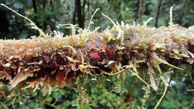 Ambua - Mossy Branch