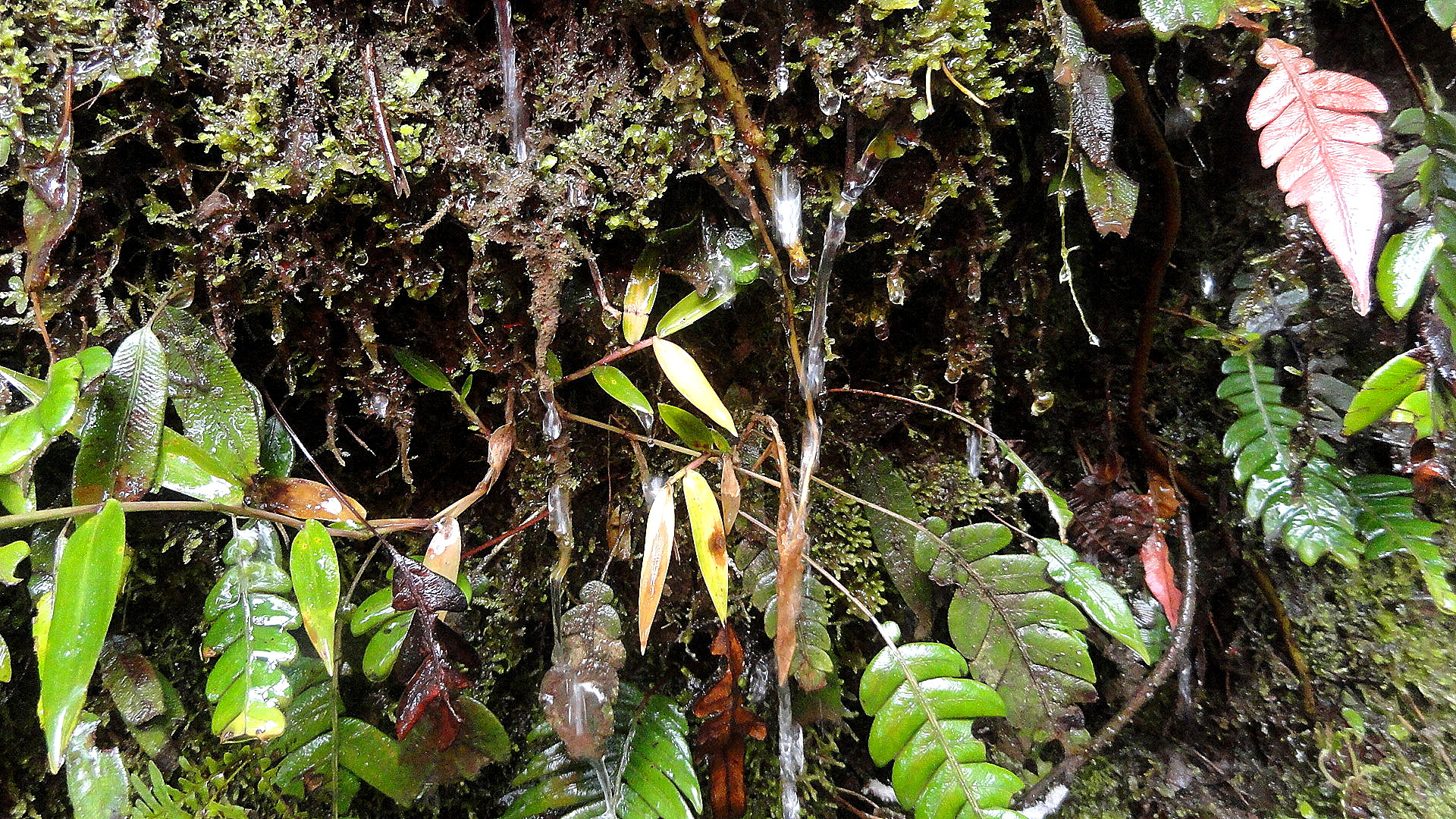 Ambua - Mossy Ledge Detail