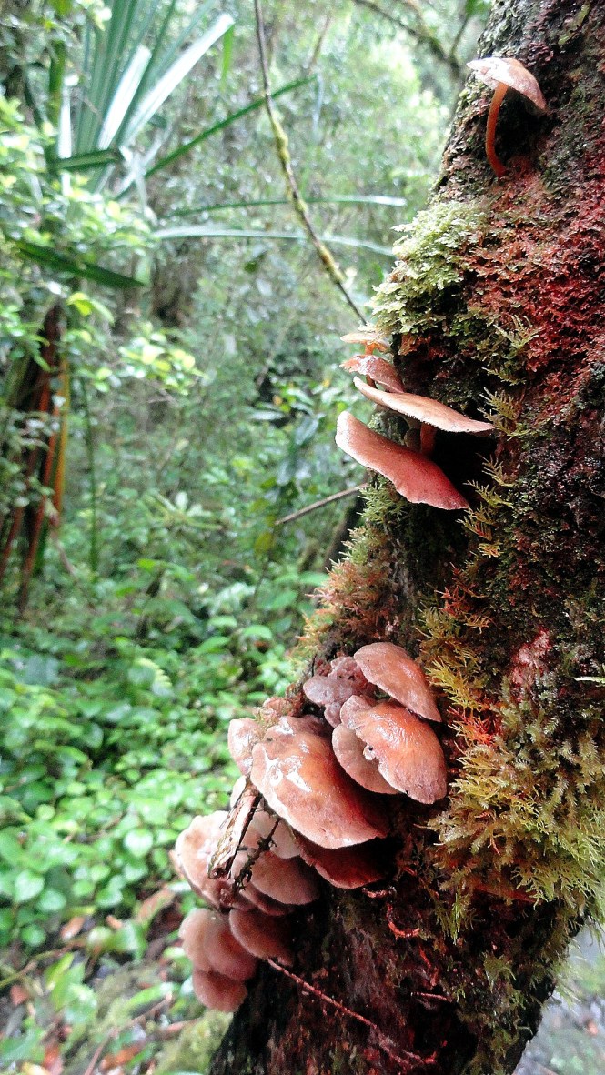 Ambua - Mushrooms on Tree