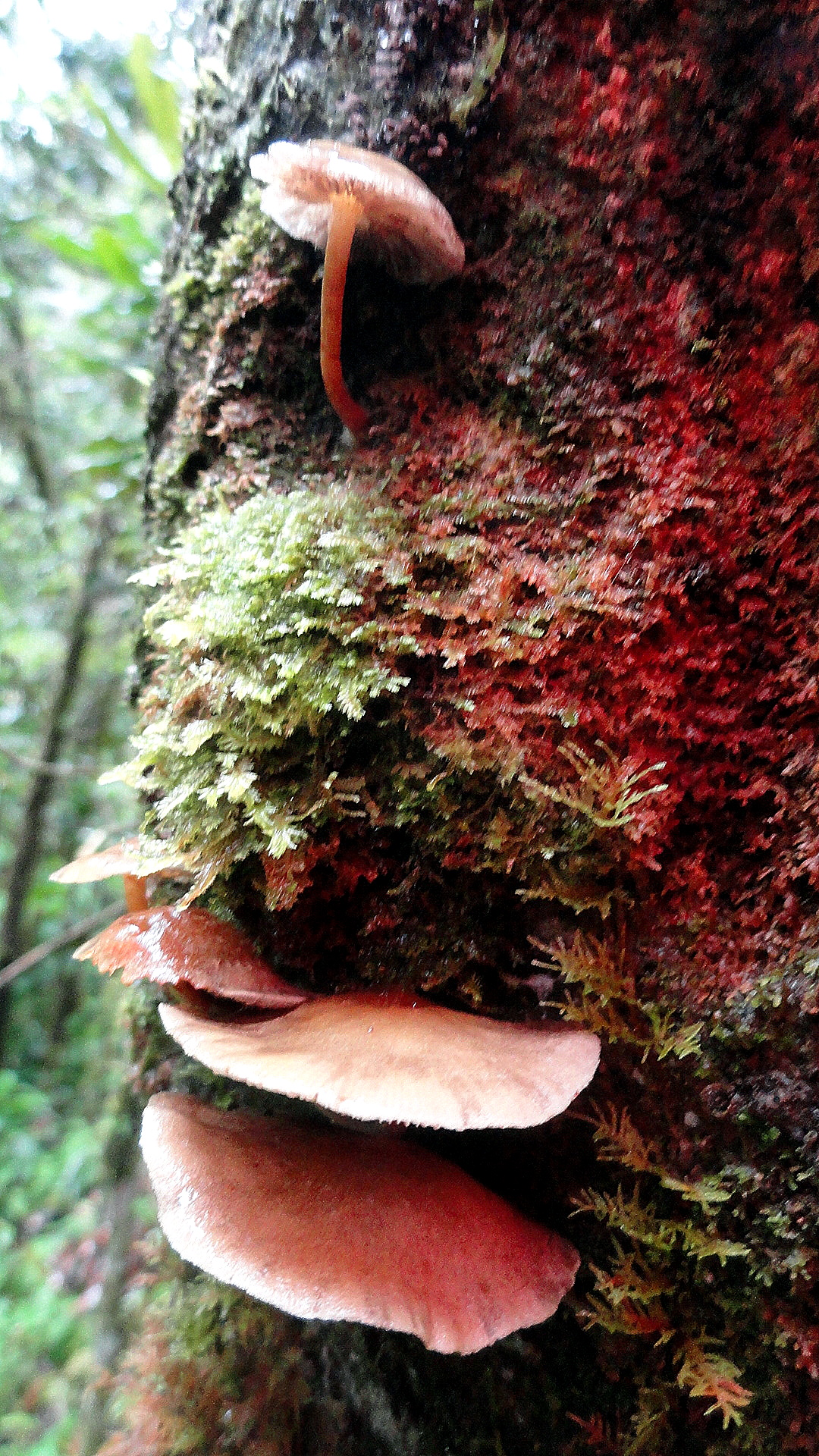 Ambua - Mushrooms onTree 2