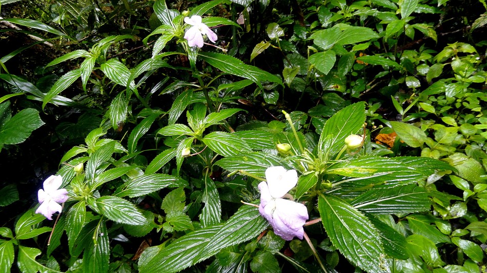 Ambua - New Guinea Impatiens