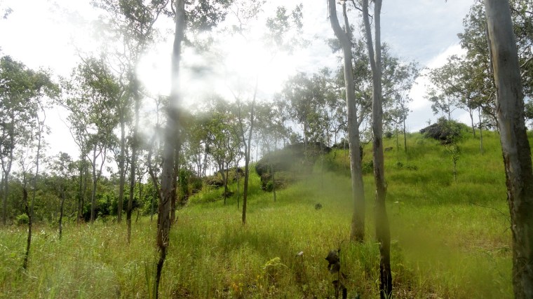 Rocky - Treey Hillside