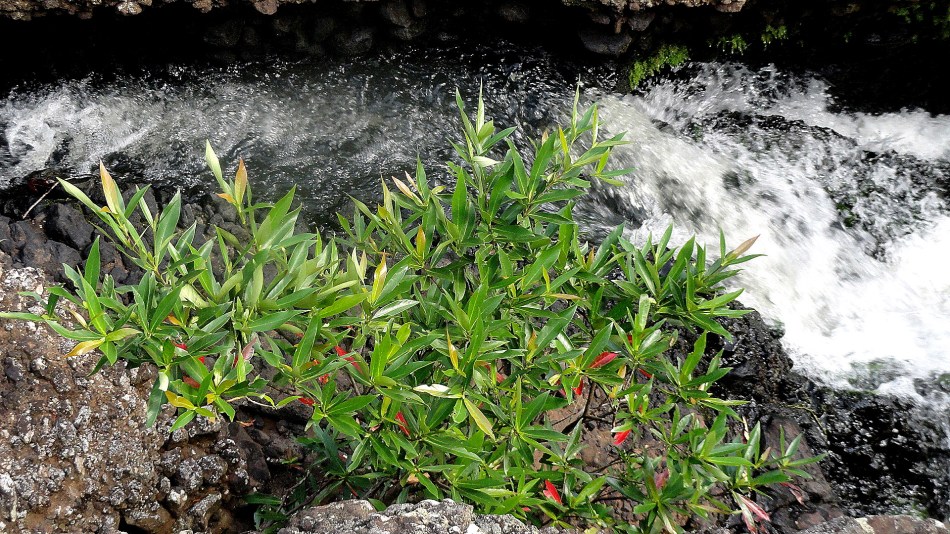 Shrub & Churning Water