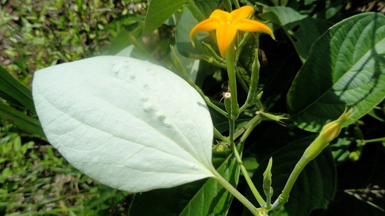 White & Orange Flowers
