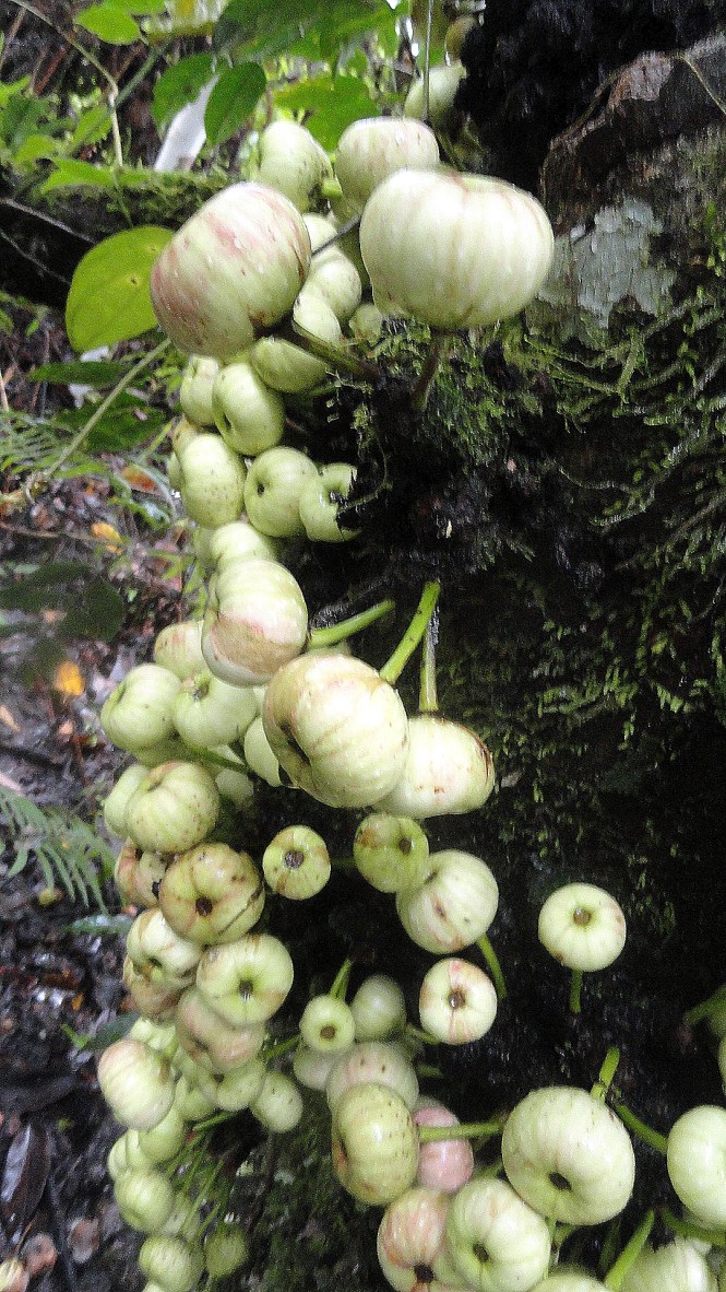 Treetrunk Gorwth Waht IS It