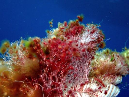 Algae on Mooring Rope