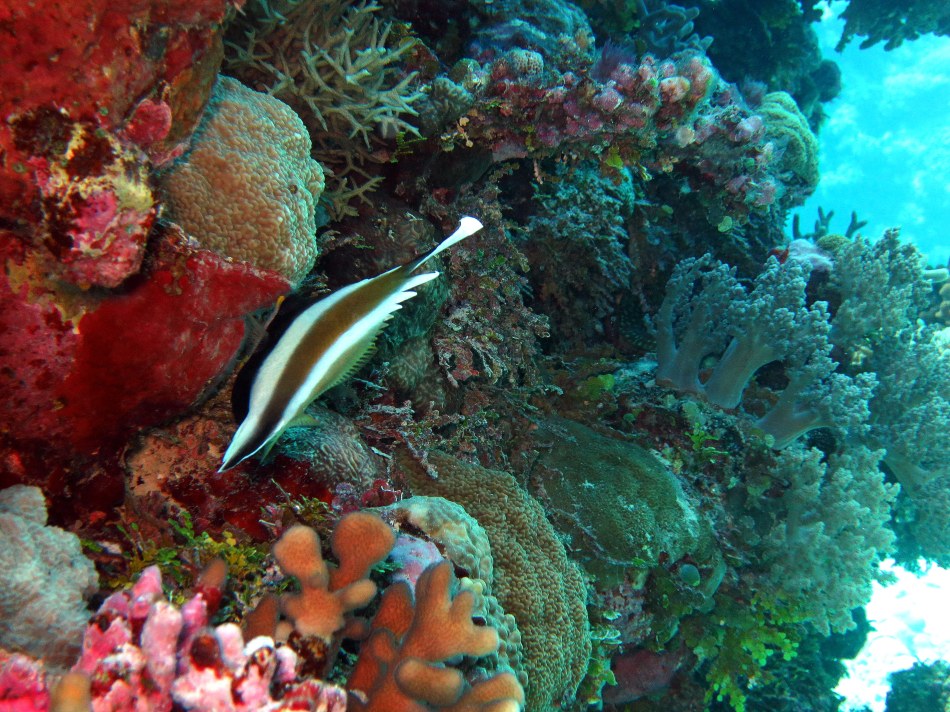 Angel in Coral Garden