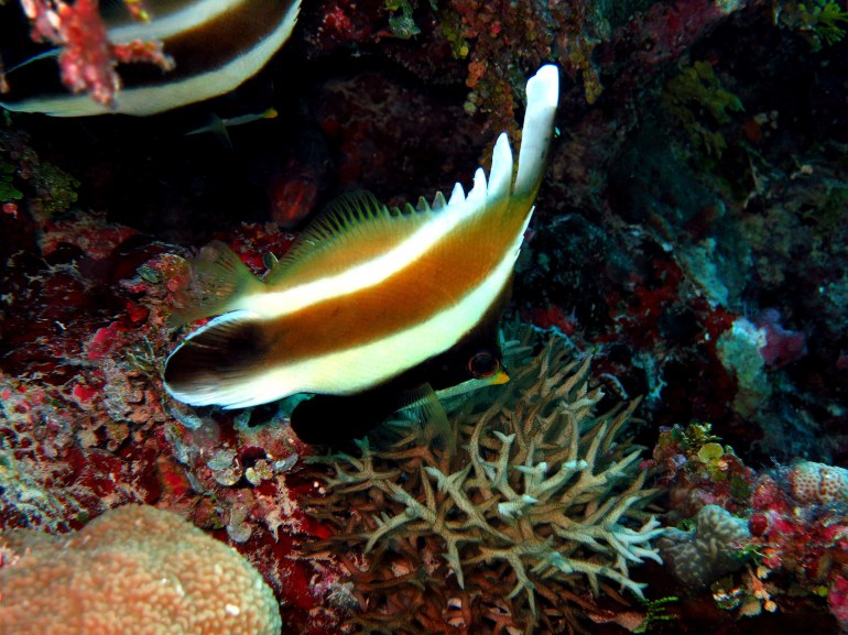 Angels in Coral Garden