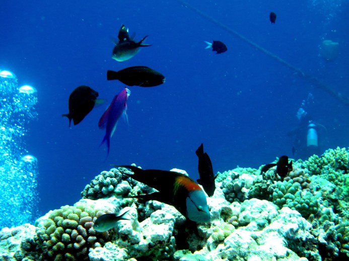 Aquaium Scene w Diver & Bubbles