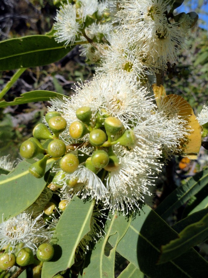 Lizard Island Botany 2