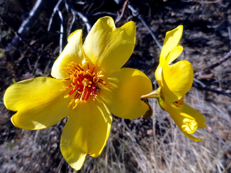Lizard island Botany