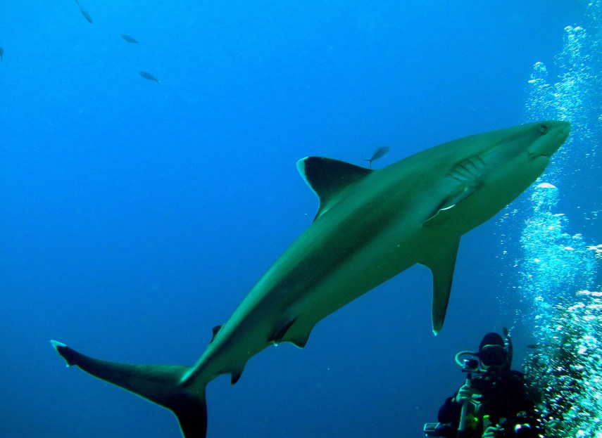 Shark - Diver - Bubbles